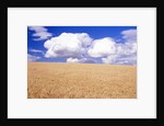 Cumulus Clouds Floating over Wheat Fields by Anonymous
