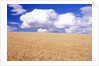 Cumulus Clouds Floating over Wheat Fields by Anonymous