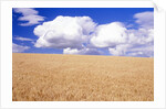 Cumulus Clouds Floating over Wheat Fields by Anonymous