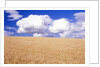 Cumulus Clouds Floating over Wheat Fields by Anonymous