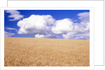 Cumulus Clouds Floating over Wheat Fields by Anonymous