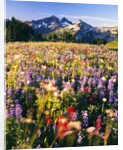 Wildflower Meadow and Tatoosh Range by Anonymous