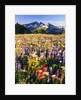 Wildflower Meadow and Tatoosh Range by Anonymous