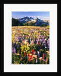 Wildflower Meadow and Tatoosh Range by Anonymous