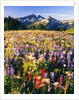 Wildflower Meadow and Tatoosh Range by Anonymous