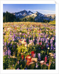Wildflower Meadow and Tatoosh Range by Anonymous