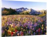 Wildflower Meadow and Tatoosh Range by Anonymous