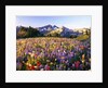 Wildflower Meadow and Tatoosh Range by Anonymous