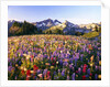 Wildflower Meadow and Tatoosh Range by Anonymous