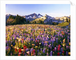 Wildflower Meadow and Tatoosh Range by Anonymous
