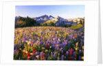 Wildflower Meadow and Tatoosh Range by Anonymous