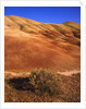 Oregon's Painted Hills by Anonymous