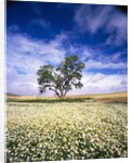 Oak Tree in Field of Daisies by Anonymous