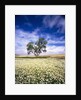 Oak Tree in Field of Daisies by Anonymous