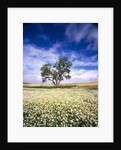 Oak Tree in Field of Daisies by Anonymous