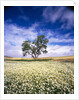 Oak Tree in Field of Daisies by Anonymous