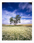 Oak Tree in Field of Daisies by Anonymous
