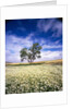 Oak Tree in Field of Daisies by Anonymous