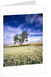 Oak Tree in Field of Daisies by Anonymous