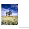 Oak Tree in Field of Daisies by Anonymous