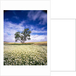 Oak Tree in Field of Daisies by Anonymous