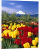 Blooming Tulips and Mount Hood by Anonymous