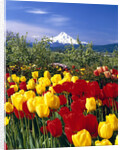 Blooming Tulips and Mount Hood by Anonymous