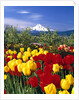 Blooming Tulips and Mount Hood by Anonymous