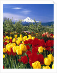 Blooming Tulips and Mount Hood by Anonymous