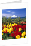Blooming Tulips and Mount Hood by Anonymous