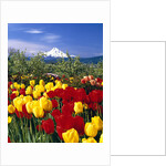 Blooming Tulips and Mount Hood by Anonymous