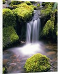 Mossy Rocks and Creek Waterfall by Anonymous