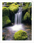 Mossy Rocks and Creek Waterfall by Anonymous