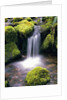Mossy Rocks and Creek Waterfall by Anonymous