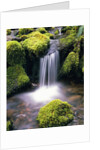 Mossy Rocks and Creek Waterfall by Anonymous