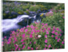Wildflowers Blooming Along Rushing Creek by Anonymous