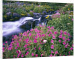 Wildflowers Blooming Along Rushing Creek by Anonymous