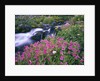 Wildflowers Blooming Along Rushing Creek by Anonymous