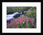 Wildflowers Blooming Along Rushing Creek by Anonymous