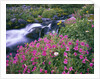 Wildflowers Blooming Along Rushing Creek by Anonymous