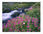Wildflowers Blooming Along Rushing Creek by Anonymous