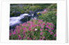 Wildflowers Blooming Along Rushing Creek by Anonymous