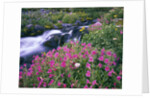 Wildflowers Blooming Along Rushing Creek by Anonymous