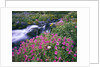 Wildflowers Blooming Along Rushing Creek by Anonymous