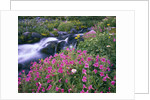 Wildflowers Blooming Along Rushing Creek by Anonymous
