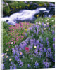 Wildflowers Blooming Along Rushing Creek by Anonymous