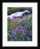 Wildflowers Blooming Along Rushing Creek by Anonymous