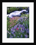 Wildflowers Blooming Along Rushing Creek by Anonymous