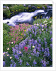 Wildflowers Blooming Along Rushing Creek by Anonymous