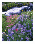 Wildflowers Blooming Along Rushing Creek by Anonymous